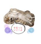 ゆるかわ！JRTぺぴぴスタンプ（個別スタンプ：5）