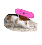 ゆるかわ！JRTぺぴぴスタンプ（個別スタンプ：6）