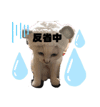 森内家のにゃんこ！①（個別スタンプ：3）