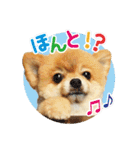 ポメラニアン もふた 2（個別スタンプ：2）