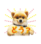 ポメラニアン もふた 2（個別スタンプ：3）