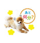 ポメラニアン もふた 2（個別スタンプ：6）
