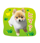ポメラニアン もふた 2（個別スタンプ：8）
