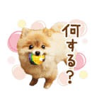 ポメラニアン もふた 2（個別スタンプ：9）