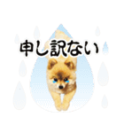 ポメラニアン もふた 2（個別スタンプ：12）