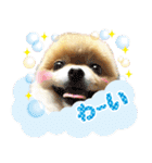 ポメラニアン もふた 2（個別スタンプ：14）