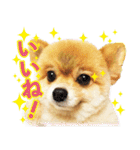 ポメラニアン もふた 2（個別スタンプ：15）