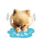 ポメラニアン もふた 2（個別スタンプ：16）