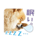 ポメラニアン もふた 2（個別スタンプ：21）