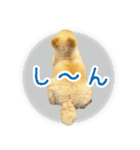 ポメラニアン もふた 2（個別スタンプ：22）
