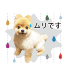 ポメラニアン もふた 2（個別スタンプ：23）