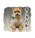ポメラニアン もふた 2（個別スタンプ：25）
