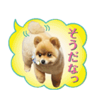 ポメラニアン もふた 2（個別スタンプ：26）