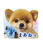 ポメラニアン もふた 2（個別スタンプ：27）