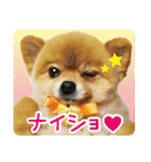 ポメラニアン もふた 2（個別スタンプ：28）