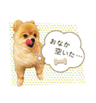 ポメラニアン もふた 2（個別スタンプ：30）