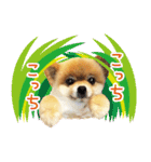 ポメラニアン もふた 2（個別スタンプ：31）
