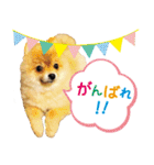 ポメラニアン もふた 2（個別スタンプ：32）