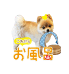 ポメラニアン もふた 2（個別スタンプ：33）
