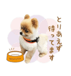 ポメラニアン もふた 2（個別スタンプ：34）