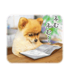 ポメラニアン もふた 2（個別スタンプ：35）