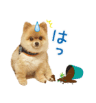 ポメラニアン もふた 2（個別スタンプ：38）