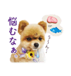 ポメラニアン もふた 2（個別スタンプ：39）