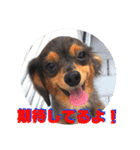 チワックスのミートくんFINAL！（個別スタンプ：2）