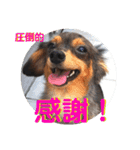 チワックスのミートくんFINAL！（個別スタンプ：5）