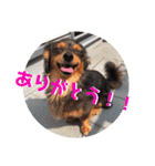 チワックスのミートくんFINAL！（個別スタンプ：7）