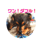 チワックスのミートくんFINAL！（個別スタンプ：16）