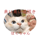 鈴蘭空間のモデルはくちゃんから一言（個別スタンプ：7）