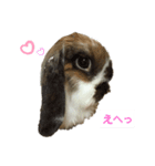 ツンデレくろちゃん（個別スタンプ：1）