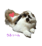 ツンデレくろちゃん（個別スタンプ：4）