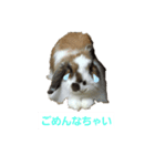 ツンデレくろちゃん（個別スタンプ：5）