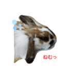 ツンデレくろちゃん（個別スタンプ：6）