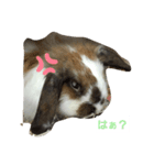 ツンデレくろちゃん（個別スタンプ：7）