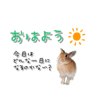 *うさぎのうさちゃん*基本中の基本セット♪（個別スタンプ：1）