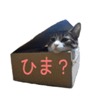 うちの猫 くうと風太（個別スタンプ：4）