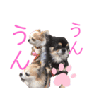 ルブタンじゃなくルプダン（個別スタンプ：1）