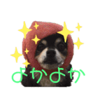 ルブタンじゃなくルプダン（個別スタンプ：17）