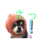 ルブタンじゃなくルプダン（個別スタンプ：24）