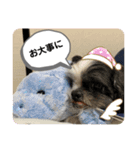 ごまさんスタンプ④（個別スタンプ：4）