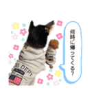 といぷーのまろくん（個別スタンプ：6）