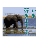 This is Africa（個別スタンプ：4）