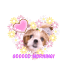 シーズーらーちゃん♡＊挨拶編＊（個別スタンプ：1）