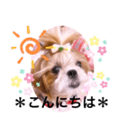 シーズーらーちゃん♡＊挨拶編＊（個別スタンプ：3）