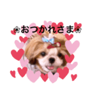 シーズーらーちゃん♡＊挨拶編＊（個別スタンプ：4）