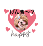 シーズーらーちゃん♡＊挨拶編＊（個別スタンプ：5）