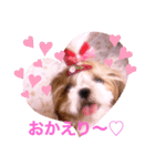 シーズーらーちゃん♡＊挨拶編＊（個別スタンプ：7）